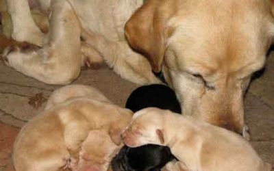 Naissance des chiots