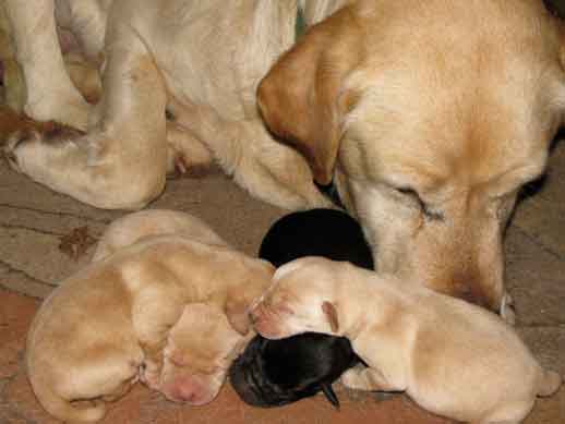 Naissance des chiots