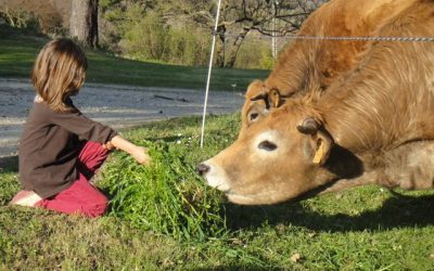 Mise à l’herbe 2009