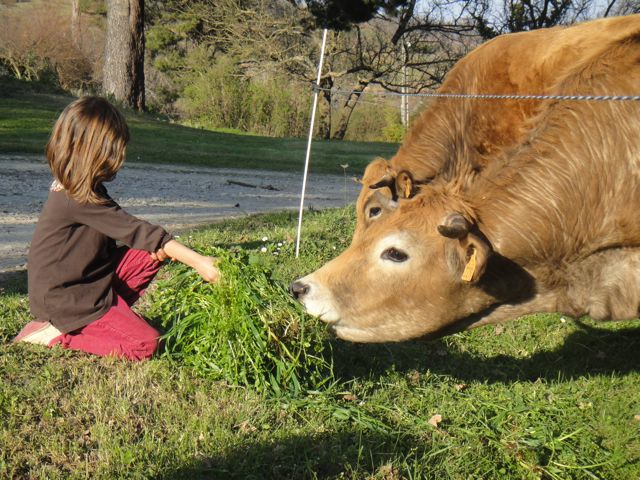 Mise à l’herbe 2009