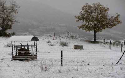 Retour des vaches sous la neige