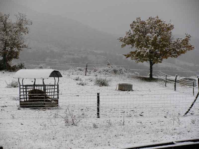 Retour des vaches sous la neige