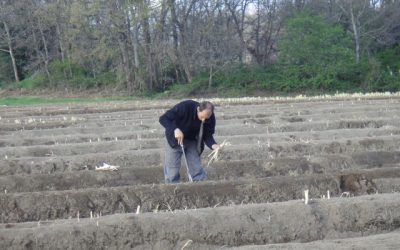 La saison des asperges